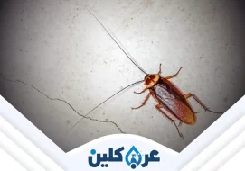 شركة مكافحة الصراصير بنجران