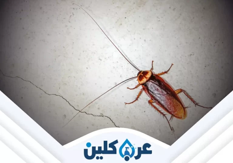 شركة مكافحة الصراصير بنجران