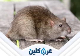 شركة مكافحة الفئران بنجران