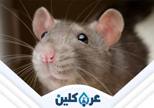 افضل شركة مكافحة فئران بنجران