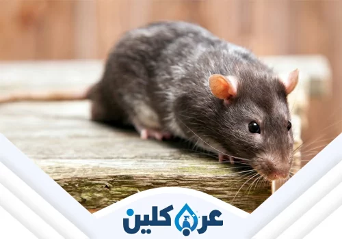 مكافحة الفئران والقوارض بنجران
