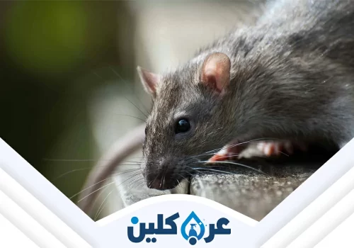 مكافحة الفئران والقوارض بنجران