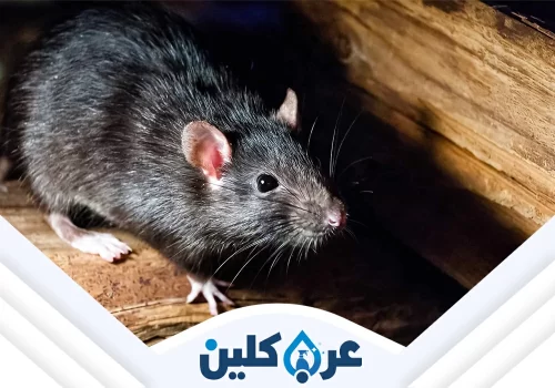 ارخص شركة مكافحة الفئران بنجران