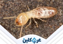 شركة مكافحة النمل الابيض بنجران