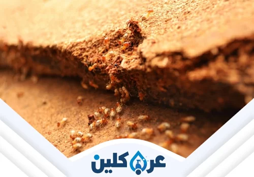 شركة مكافحة النمل الابيض بنجران