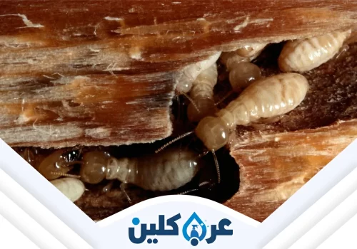 مكافحة نمل ابيض بنجران