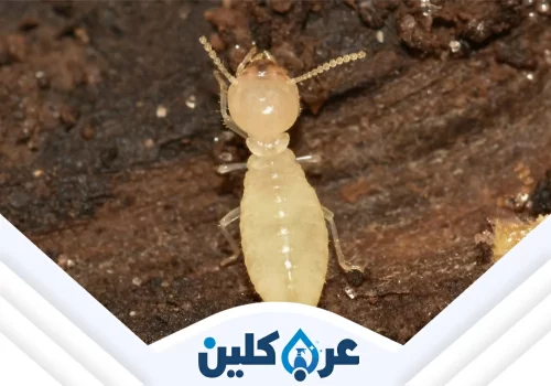 رش النمل بنجران