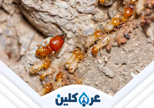 مكافحة النمل الاحمر بنجران